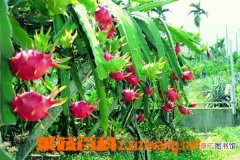【种植方法】火龙果的种植方法与管理