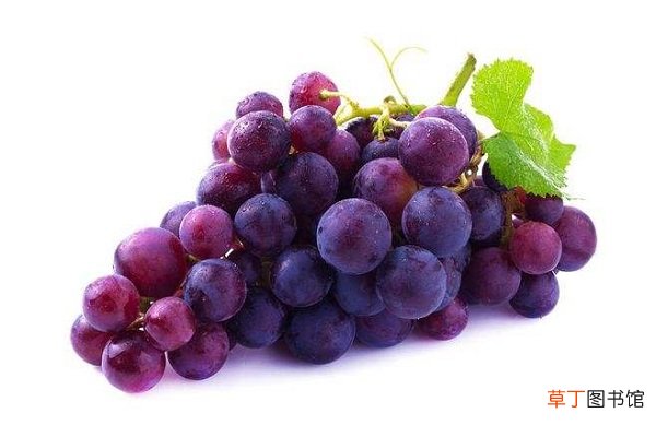 【树】葡萄是树还是藤 如何种植葡萄