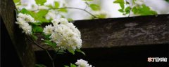 【花】木香花扦插的具体方法与步骤，扦插最佳时间