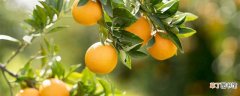 【树】脐橙幼树怎样施肥，幼树的修剪方法
