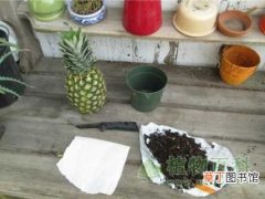 【种植】菠萝怎么种植，果农教你怎么在自己家种菠萝