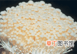 【繁殖】金针菇菌种生产繁殖技术