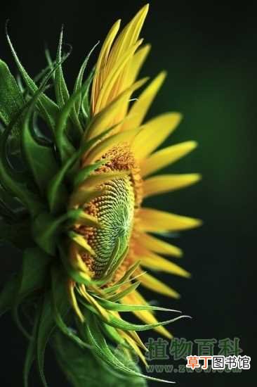 花期图，果期图，欣赏图 【图片】向日葵图片-向日葵
