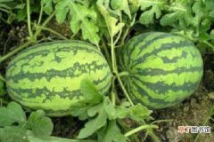 【种子】西瓜种子可以直接种地里吗 结果期如何养护
