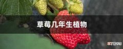 【植物】草莓几年生植物