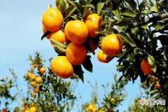 【防治】柑橘树干蛀虫用啥药 怎样防治病虫害