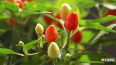 【种植方法】五彩甜椒的种植方法和时间