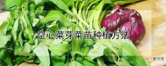 【种植】空心菜芽菜苗怎么种植