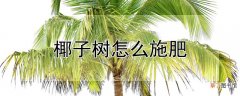 【树】椰子树施肥方法
