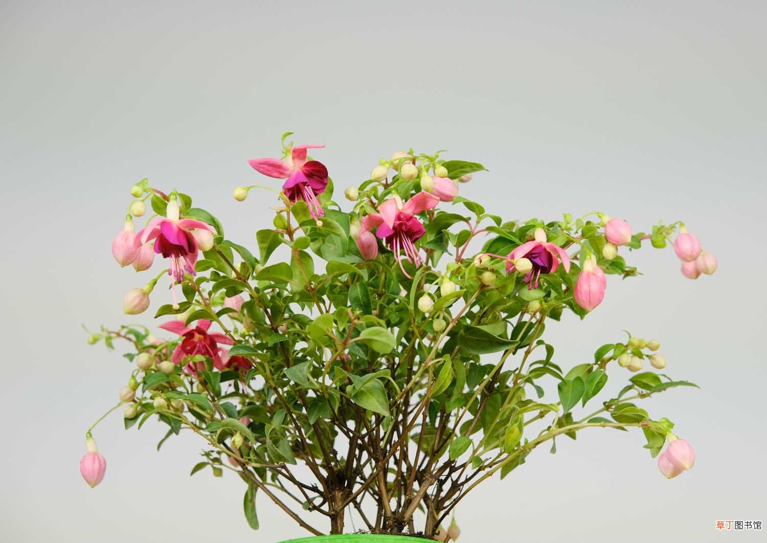 【适合】9种耐阴花，适合光照一般家庭，室内养也能开花！