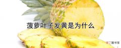 【叶子】菠萝叶子为什么发黄