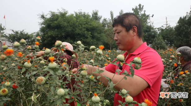 峄城：优化农业产业结构 红花创造红火生活