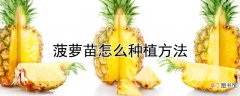 【种植】菠萝苗种植方法