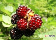 【野草莓】【认识野草莓】野草莓介绍