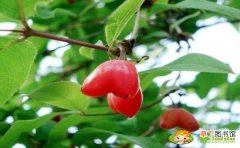 【种植】杈杷果陕西可以种吗，杈杷果可以大规模种植吗