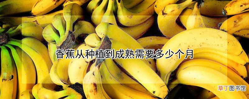 【香蕉】香蕉从种植到成熟要多久