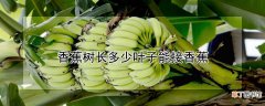 【香蕉树】香蕉树长几片叶子能结果
