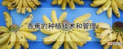 【香蕉】香蕉怎么种植和管理