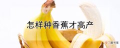 【香蕉】香蕉怎么种才高产