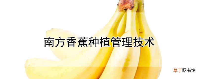 【香蕉】南方香蕉怎么种植管理