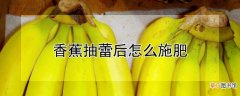 【香蕉】抽蕾后香蕉施肥方法