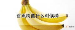 【香蕉树】香蕉树苗种植时间