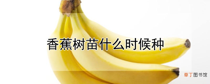 【香蕉树】香蕉树苗种植时间