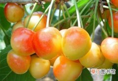 【桃】樱桃的种植方法，樱桃的品种有哪些