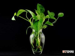 【植物】家养植物浇水方法 科学浇水更简单