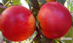 【品种】中油19号油桃品种介绍 中油19号油桃种植利润
