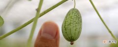 【种植】拇指西瓜是几月种植的