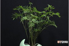 【生长】米竹怎么养，在偏酸性土壤中更利于生长