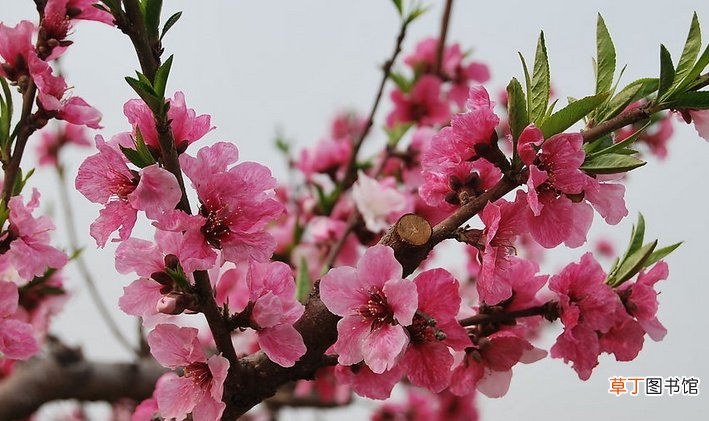 【桃花】桃花的水培养殖方法