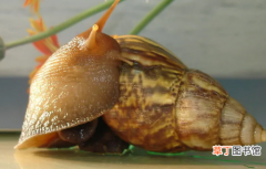 蜗牛和田螺是近亲吗