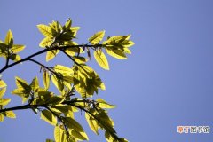 【落叶】黄桷树什么时候落叶，开出来的花是什么颜色