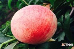 【桃子】桃子生蛆要用什么药 桃子的病虫害防治方法