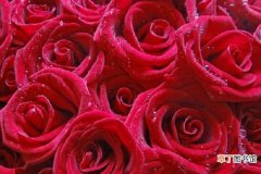 【植物】玫瑰是什么植物 玫瑰对土壤和温度的要求