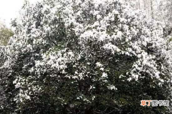 【特点】桂花树一年四季的特点