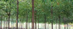 【价值】桂花树木材的价值 桂花树的介绍