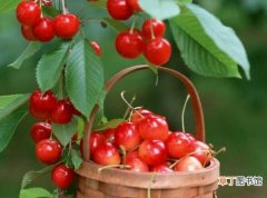 【营养】樱桃的营养成分分析 樱桃的营养价值