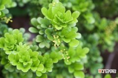 【呼吸】绿色植物怎么养 绿色植物的呼吸作用