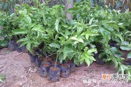 【香】百香果树苗如何种植，百香果树苗种植方法：土壤选择 树苗栽培