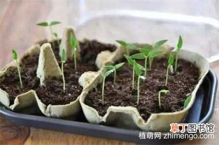 【香】百香果籽的播种方法，百香果种子播种方法：获取种子 浸泡种子