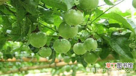【香】百香果籽的播种方法，百香果种子播种方法：获取种子 浸泡种子