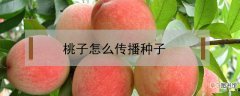【桃子】桃子怎么传播种子