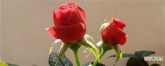 【象征】红玫瑰代表什么：红玫瑰象征的意义 玫瑰数量所代表的意义