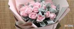 【颜色】玫瑰花的颜色介绍
