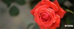 【功效】玫瑰花的功效与作用：具有美肤亮肤的作用 具有调节肝胃及痛经的作