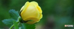 【黄玫瑰】黄玫瑰送女友的意思