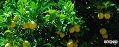 【树】柠檬树掉叶子的补救方法